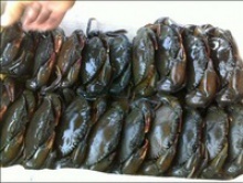 seafood product natural live soft shell crab - product's photo