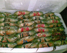 low-fat frozen soft shell crab - product's photo