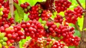 aa robusta cofee bean with pure quality - product's photo