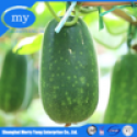 top sale white gourd tea flavour - product's photo