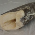 chilean sea bass - product's photo