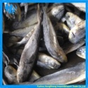 frozen mahi mahi - product's photo