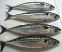 seer fish - product's photo