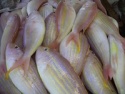 threadfin bream - product's photo