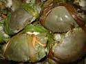 grade aa quality frozen soft shell crab - product's photo