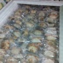  seafood product natural frozen soft shell crab - product's photo
