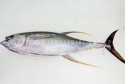 fresh chilled tuna - product's photo
