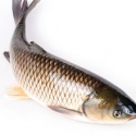 grass carp/asian carp fresh fish - product's photo