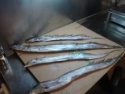 ribbonfish wr - product's photo